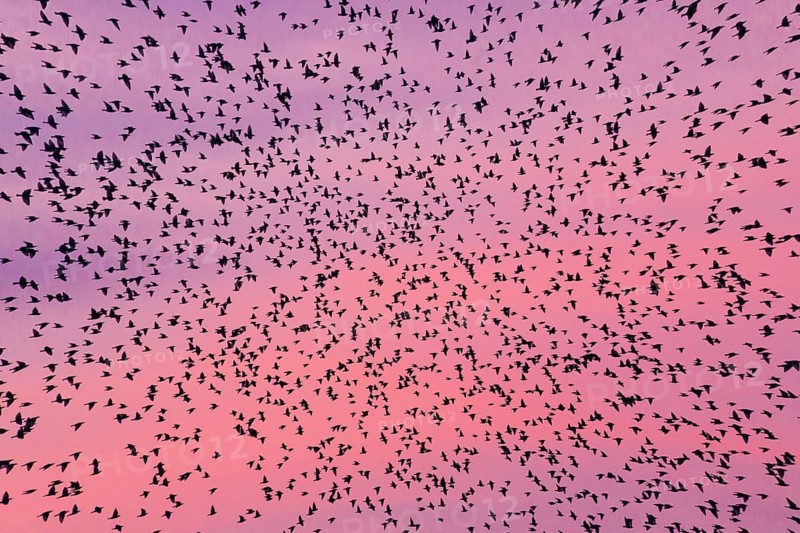 Common starling (Sturnus vulgaris), flock or murmuration, flying to their roosting place at dusk in autumn, against a colorful evening sky, Hesse, Germany