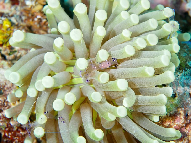 Transparent shrimp, graceful partner shrimp (Ancylomenes venustus), sitting on a pale yellow sea anemone in the coral reef, dive site Close Encounters, Permuteran, Bali, Indonesia