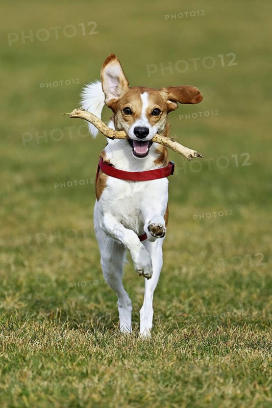 Beagle with branch in mouth jumps across meadow, Switzerland