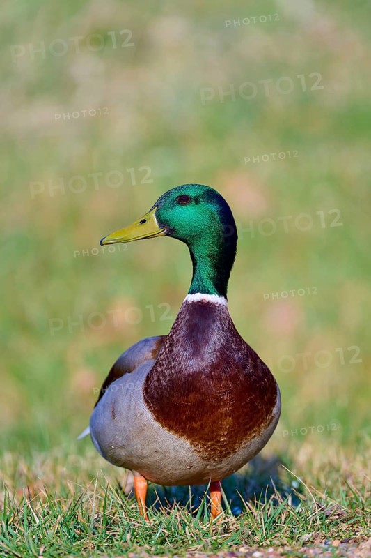 Mallard (Anas platyrhynchos), standing upright in a meadow and looking to the side, spring, Bavaria, Germany
