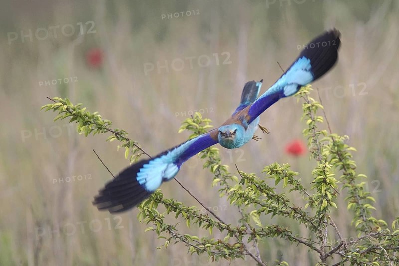 European Roller (Coracias garrulus) flying, Bulgaria