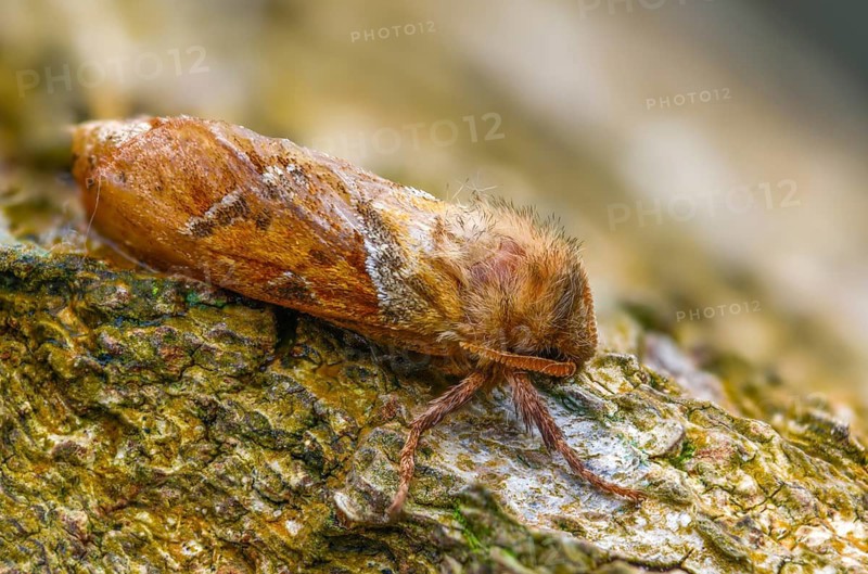 Ampfer root borer, hepialus sylvina, mallow root spinner, orange swift, triodia sylvina, root borer, flew off, old, insects, moths, moths, moths, butterflies, camouflage