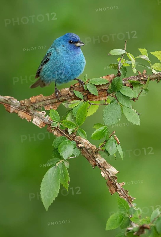 Indigo Bunting (Passerina cyanea) male perched on a branch, Texas, USA