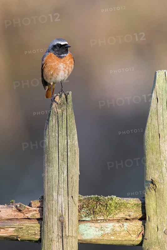 Common Redstart (Phoenicurus phoenicurus) male perched on a fence post, Poland