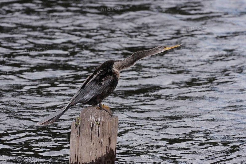 American Darter (Anhinga anhinga) on stake in lake and long neck, Myakka River State Park, Florida, USA, America