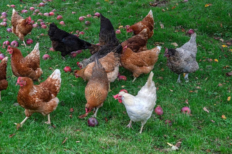 Chickens (Gallus gallus domesticus) in a meadow with fallen apples (Malus), Morschreuth, Upper Franconia, Bavaria, Germany