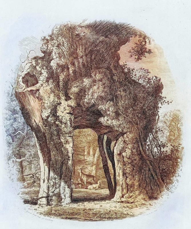 Famous old trees, The Green Dale Oak, the Greendale Oak, was named after the valley in which it grows near Welbeck Abbey, the seat of the Dukes of Portland, England, Historic, digitally restored reproduction from a 19th century master, coloured, Record date not stated