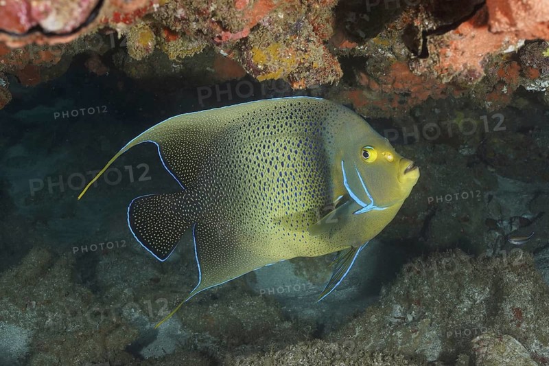 Koran angelfish (Pomacanthus semicirculatus)