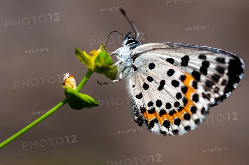 Chequered blue, bluebird, Scolitantides Orion, butterfly, insects, butterfly, butterflies
