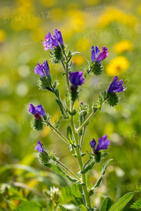Boraginaceae, Echium Plantagineum, Granelli, Italy, Snake Head, Pantani Cuba and Longarini, Paterson's Curse, Purple Viper's Bugloss, Roughleaf Family, Plantain Leaf Snake Head, Migratory Bird Sanctuary, Pantani Cuba & Longarini Migratory Bird Sanctuary, High Size, Portrait, Italy, Plants, Sicily, Foundation Pro biodiversity