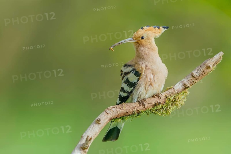 Wiedehopf, Upupa epops Eurasian hoopoe, Upupa epops