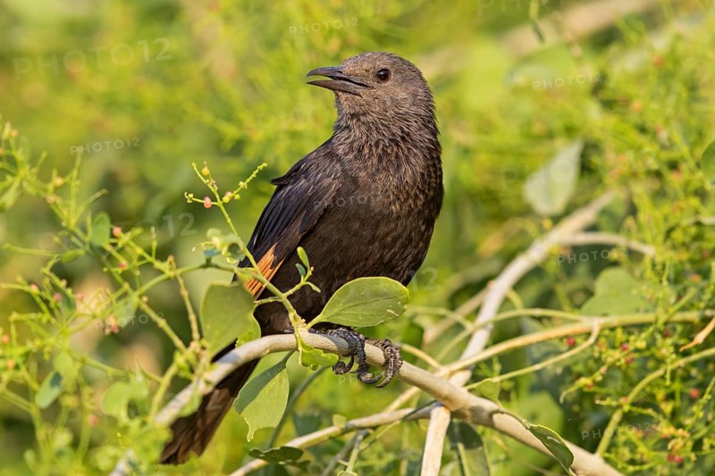 Tristramstar, Tristram's Grackle, Tristram's Starling, Onychognathus tristramii, Rufipenne de Tristram, Estornino de Tristram