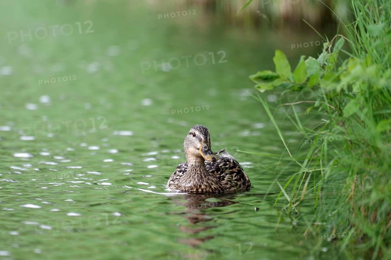Mallard (Anas platyrhynchos), female, swimming, water, Germany