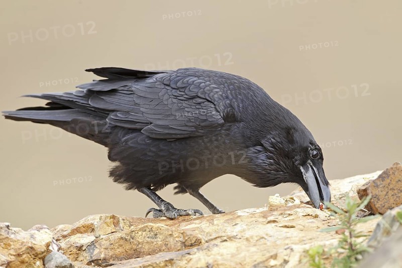 Canary Island Raven (Corvus corax tingitanus), Canary Islands, Spain