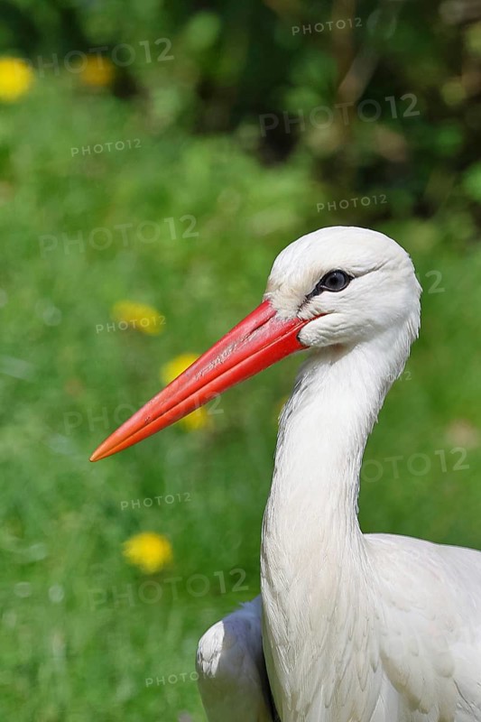 White stork (Ciconia ciconia) foraging in a meadow, Wildlife, Animal portrait, Hesse, Germany