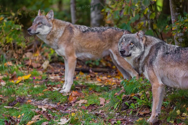 Two eurasian gray wolves (Canis lupus lupus) stand at a forest edge