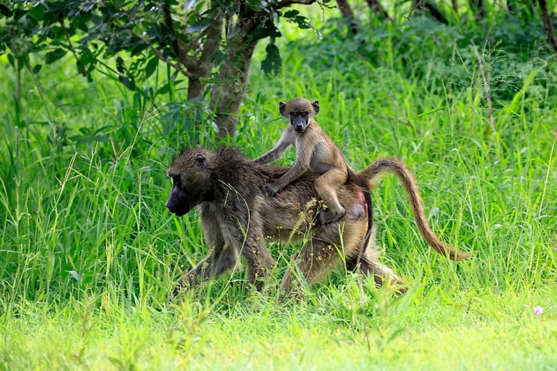Bear baboon (Papio ursinus), Chakma baboon, adult, female, running, foraging, young, on its mother's back, sitting, childhood, Kruger National Park, Kruger National Park, South Africa