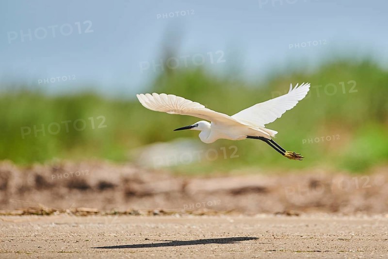 Little egret (Egretta garzetta) flying at the shore, hunting, sea, ebro delta, Catalonia, Spain