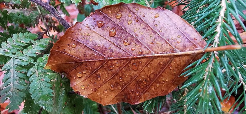 Close-up of a brown leaf in detail with drops of water on fern and softwoods, Frankenwald nature park Park
