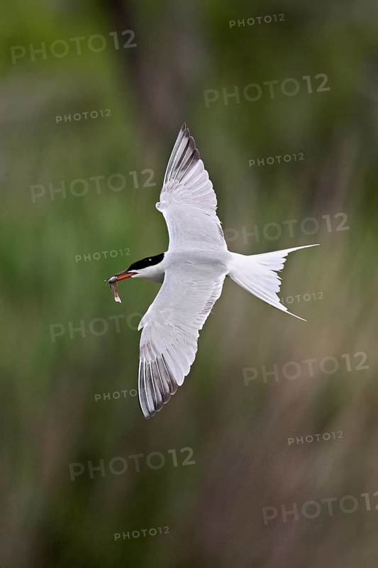 Common tern (Sterna hirundo), in flight with a fish in its beak, Saintes-Marie-de-la-Mer, Camargue, southern France, France