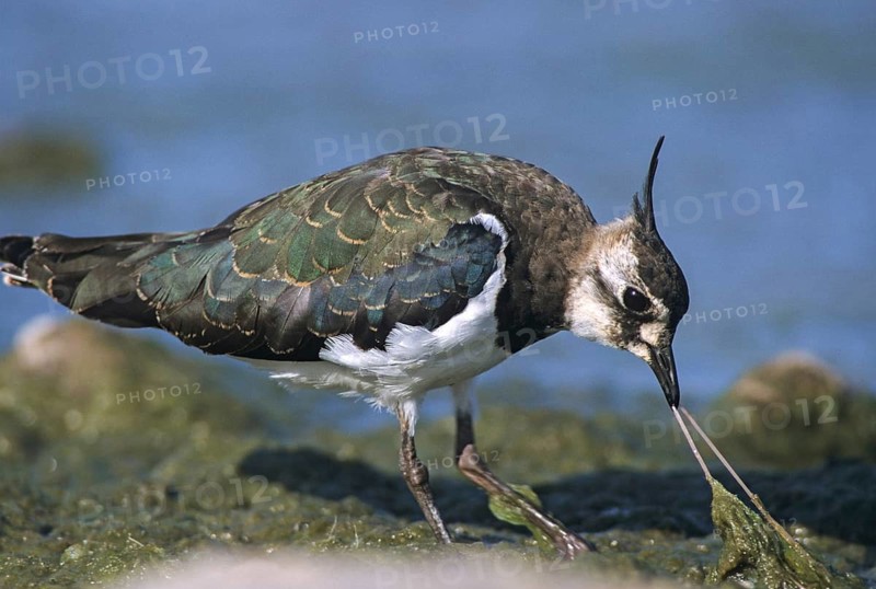 Lapwing, Vanellus Vanellus, Bath, Bathe, Birds, Charadriiformes, Limikolen, Plovers, Birds, Waders, Wadbirds