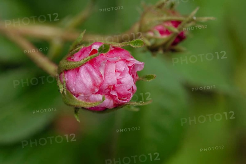A close-up image of a rose bud encapsulating the essence of spring, highlighted by the vivid colors and fresh droplets after a refreshing rain. Nature in serene detail