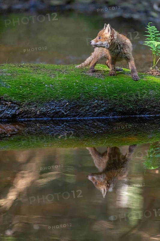 One young red fox, Vulpes vulpes, walking over a mossy rock in a shallow forest creek in late light. Searching for food