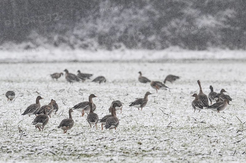 Greylag geese (Anser anser) and Bean geese (Anser fabalis) in the snow, Emsland, Lower Saxony, Germany