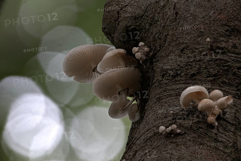 Ringed beech slime moulds (Oudemansiella mucida), Emsland, Lower Saxony, Germany