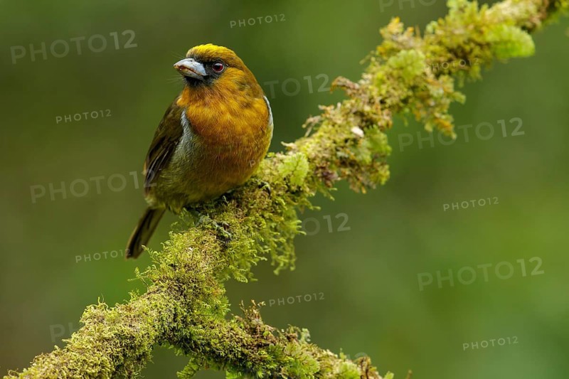 Prong-billed Barbet (Semnornis frantzii) perched on a branch in Costa Rica