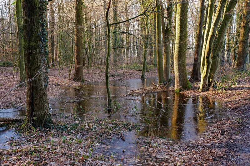 Ditch with water and ice layer in the forest, flooding, Kurler bush, Dortmund, Ruhr area, North Rhine-Westphalia, Germany