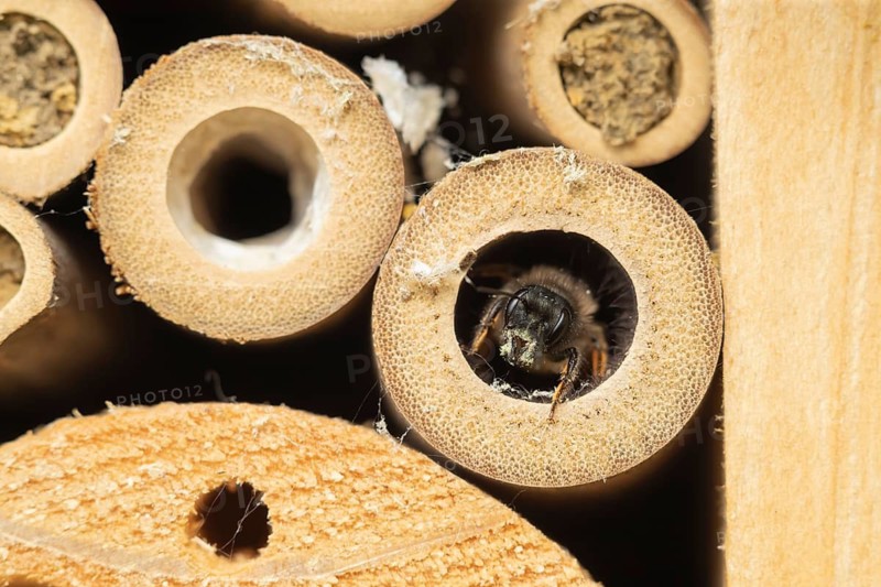 Red mason bee (Osmia rufa) adult insect emerging from a bambo cane in a bee hotel, Suffolk, England, United Kingdom