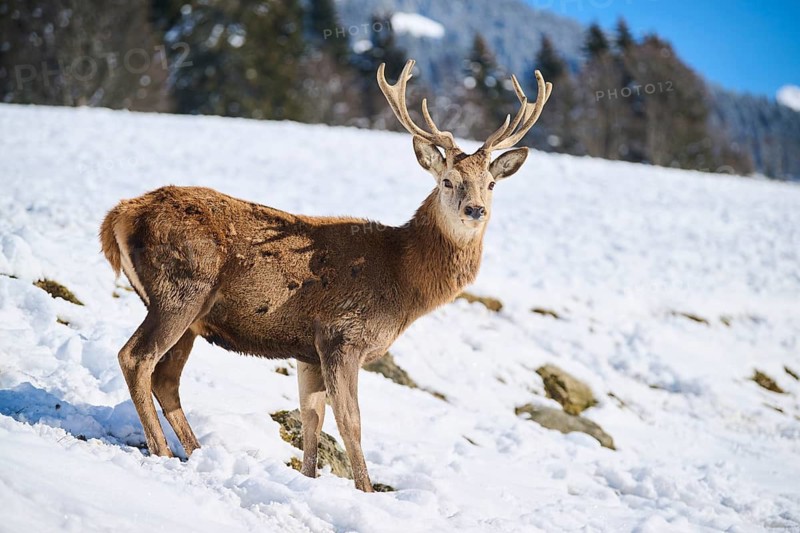 Red deer (Cervus elaphus) stag on a snowy meadow in the mountains in tirol, Kitzbühel, Wildpark Aurach, Austria