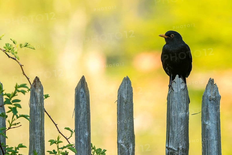 Blackbird, Turdus Merula, Birds, Garden, Garden Fence, Garden Fence, Passeri, Songbirds, Birds