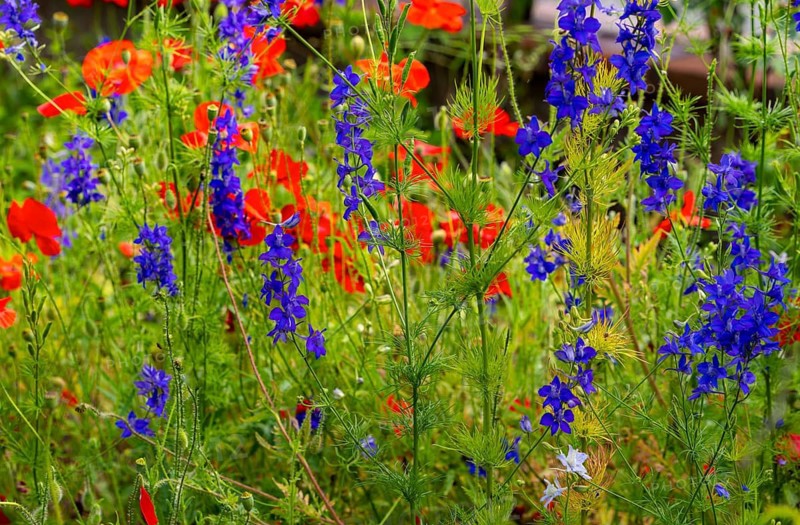 Meadow with garden plants in an allotment garden, Dreieichenhain, Hesse, Germany