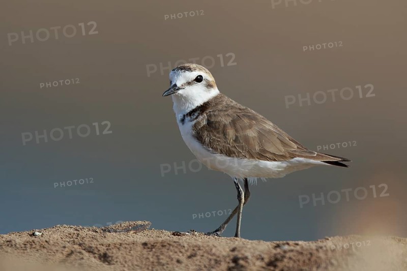 Kentish Plover (Charadrius alexandrinus), Greece