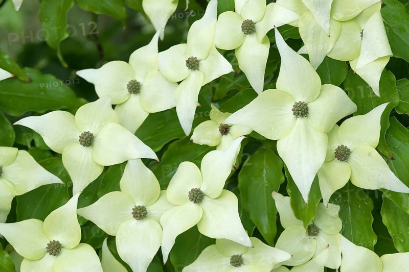 Flowering dogwood (Cornus kousa 'Schmetterling'), Tuinen van Appeltern, Netherlands