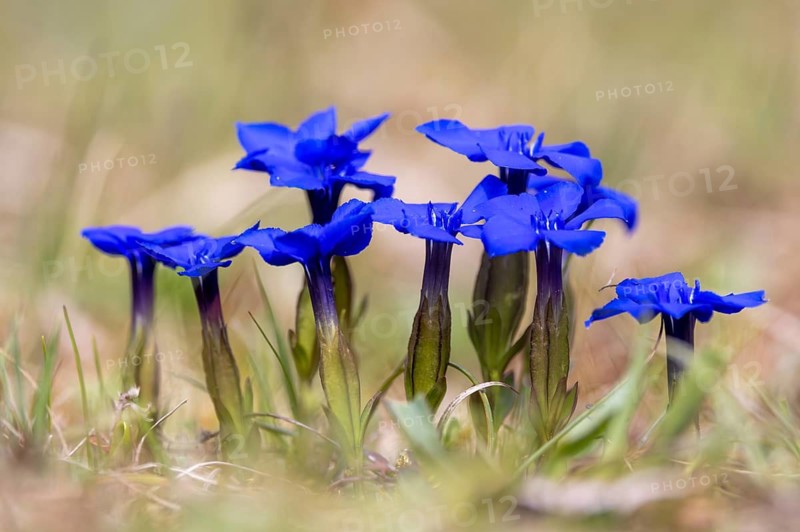 Bavarian gentian (Gentiana bavarica) in flower native to the European Alps