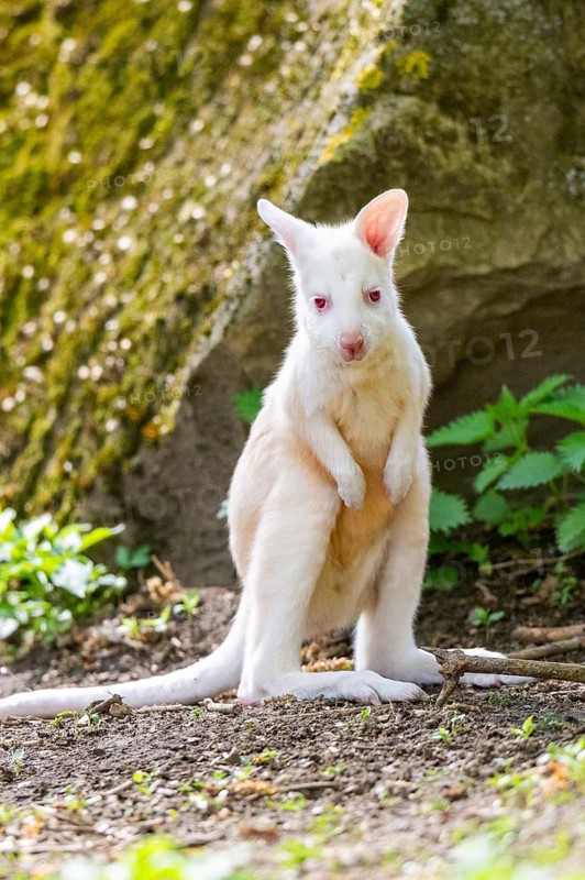 White Tammar wallaby (Macropus eugenii), albino, youngster on the ground in spring, Germany