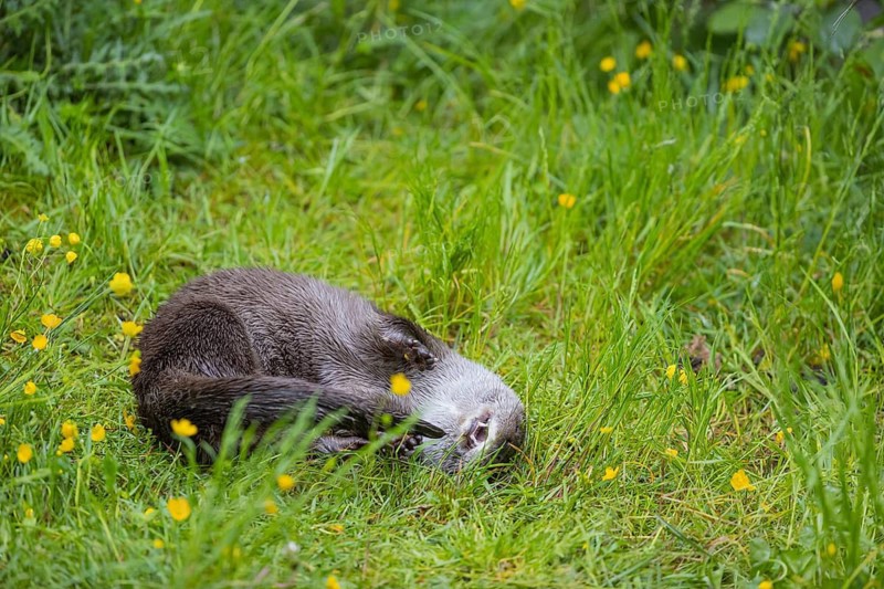 One Eurasian otter (Lutra lutra), playing in green vegetation, trying to catch his own tail. Some yellow flowers (Ranunculus) around