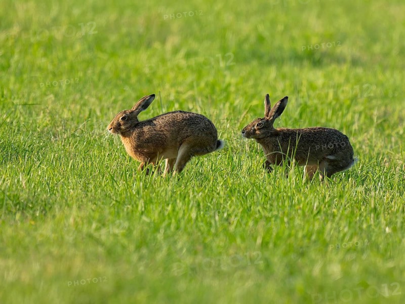 European hare (Lepus europaeus) two hares running across a green meadow, wildlife, Lower Saxony, Germany