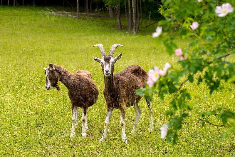 Artiodactyla, Capra aegagrus hircus, even-toed ungulate, domestic goat, cloven-hoofed, domesticated animals, goat, pet, mammals, goat