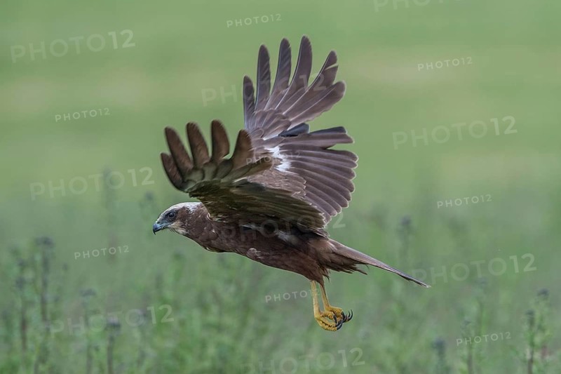 Western Marsh Harrier (Circus aeruginosus) female flying, Mecklenburg-Western Pomerania