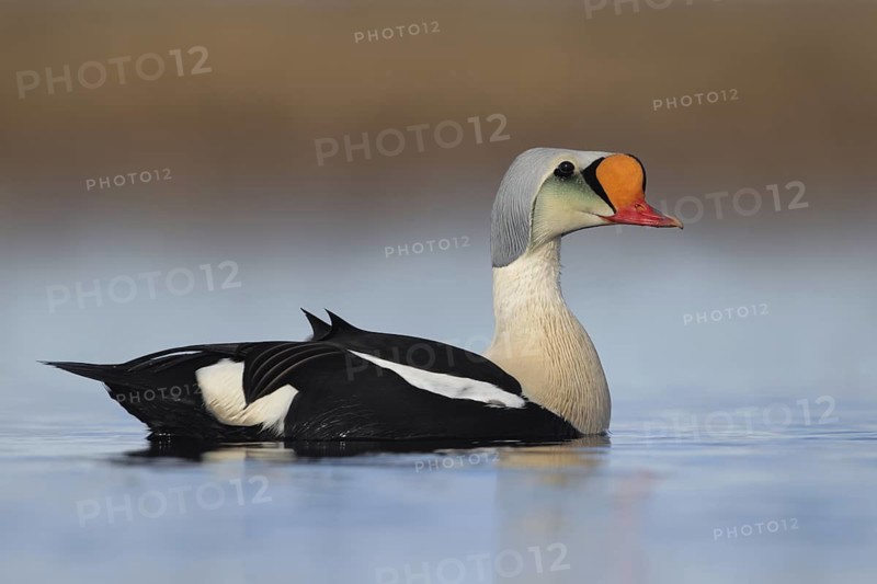 King Eider (Somateria spectabilis) male, Alaska, USA