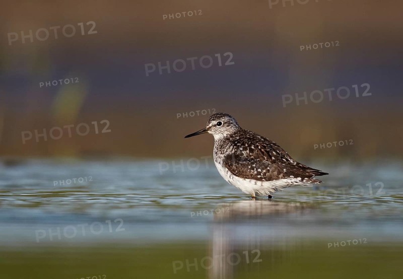 Wood Sandpiper (Tringa glareola), Mecklenburg-Western Pomerania, Germany