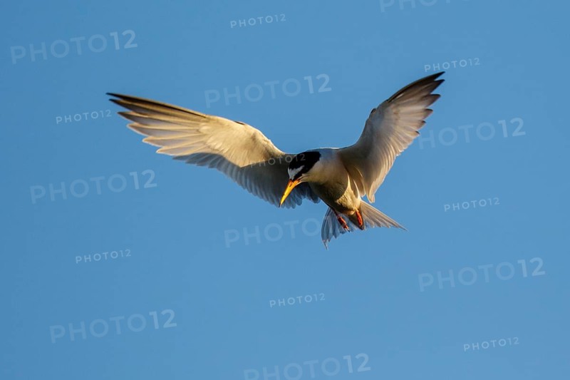 Little Tern (Sternula albifrons) flying, Greece
