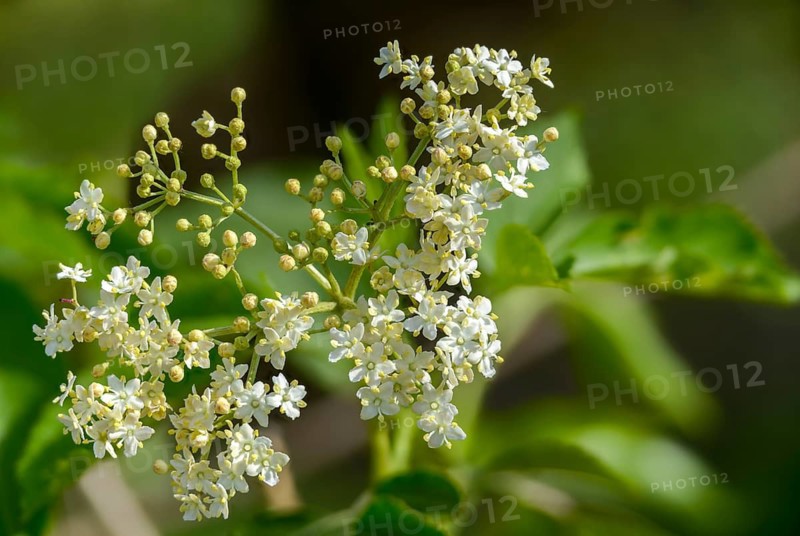 Black elder, Caprifoliaceae, common elder, elder bush, elderberry, European black elderberry, European elderberry, honeysuckle plant, elderberry, elderberry, sambucus nigra, black elderberry, flora, plants, plants