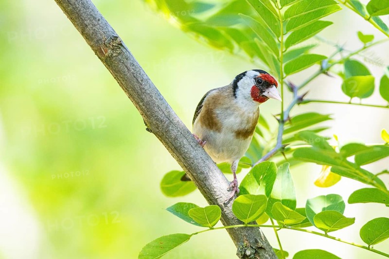 European goldfinch (Carduelis carduelis) Hungary
