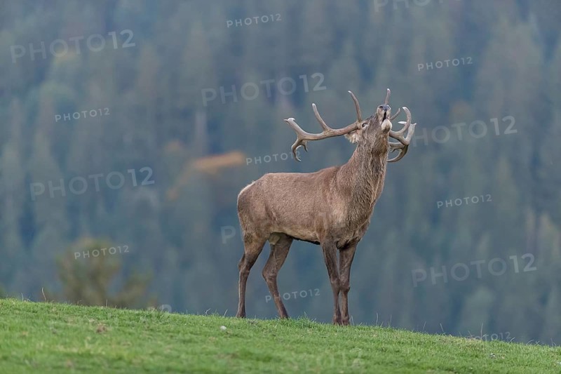 One Red Deer stag (Cervus elaphus) at the rutting season, walking over a meadow, calling. A forest in fall foliage and dense fog in the background
