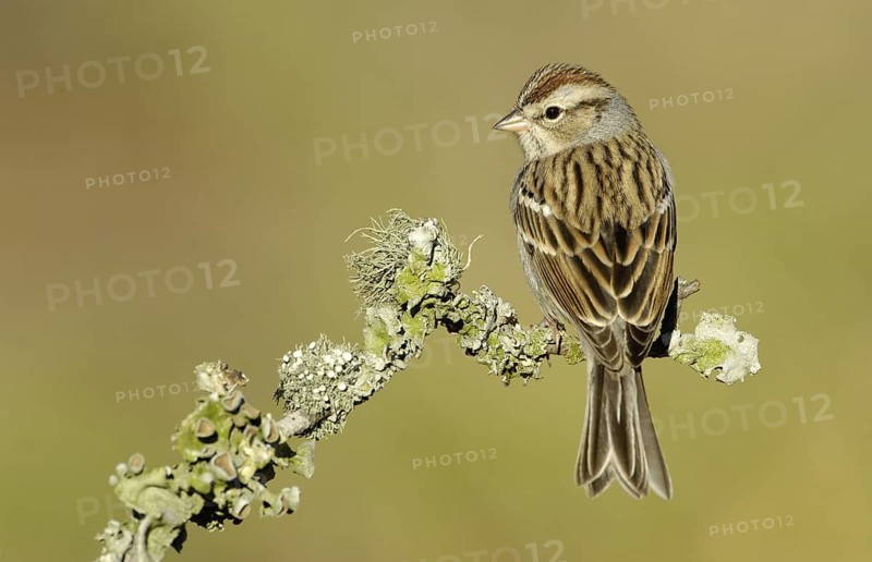 Chipping Sparrow (Spizella passerina), Texas, USA